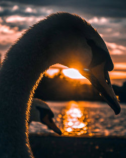 Close-up of bird drinking water