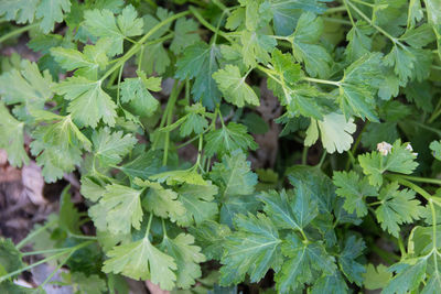 High angle view of green leaves