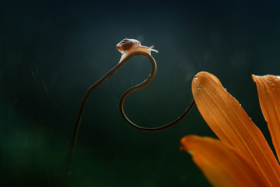 Close-up of snail on metal