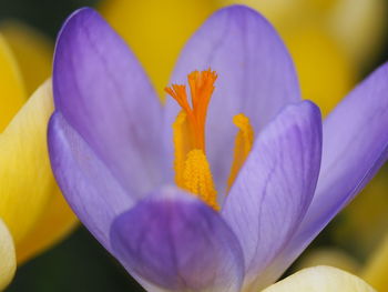 Close-up of purple iris