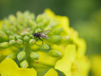 Close-up of insect on flower