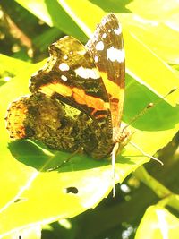 Close-up of butterfly on leaf