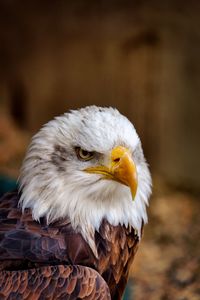 Close-up of eagle against blurred background