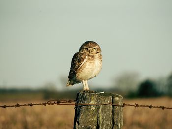 Owl perching on wooden post