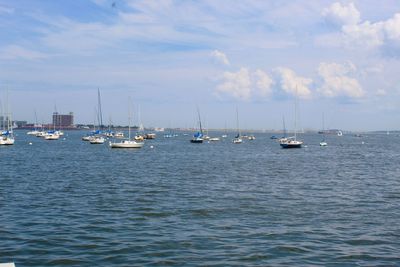 Sailboats moored in marina