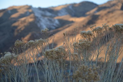 Close-up of grass in desert