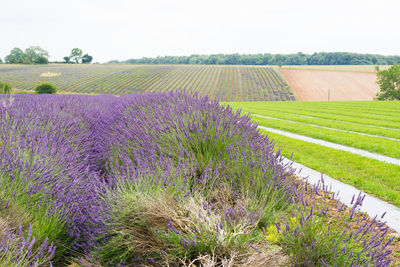 Purple flowers growing on field