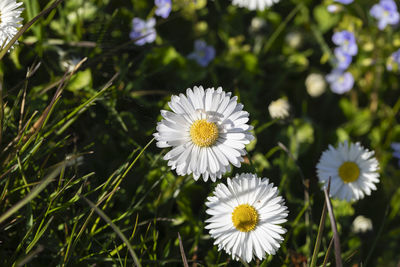 Close-up of white daisy flowers