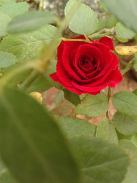 Close-up of red rose blooming outdoors