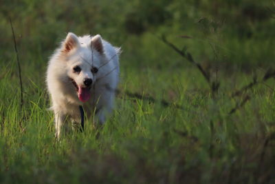 View of a dog running on field