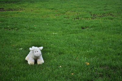 View of grassy field