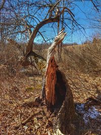 Close-up of horse against trees