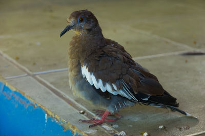 Close-up of bird perching outdoors