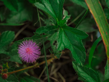 High angle view of purple flowering plant