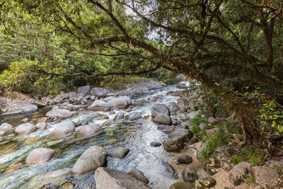 Stream flowing through rocks in forest