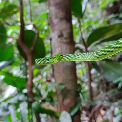 Close-up of lizard on leaf in forest