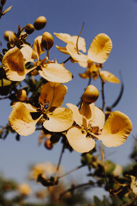 Close-up of yellow flowering plants against sky