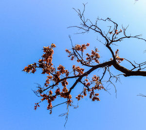 Low angle view of flowering tree against blue sky