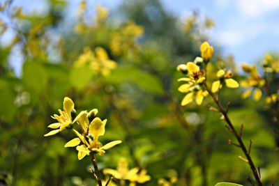 Close-up of yellow flowering plant