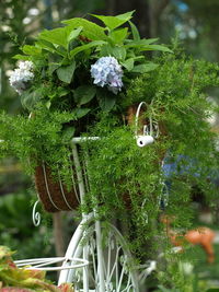 Close-up of white flowering plants