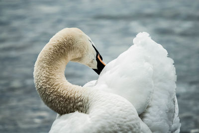 Close-up of swan