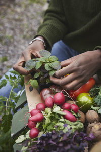 High angle view of hands holding herbs