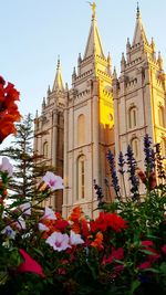 Low angle view of flowers