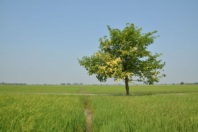 Scenic view of agricultural field against clear sky