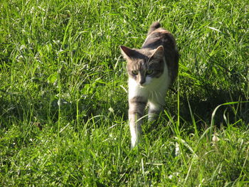 Portrait of cat on field