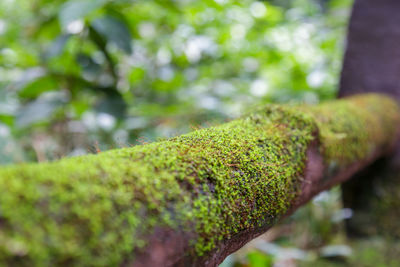 Close-up of moss growing on tree trunk