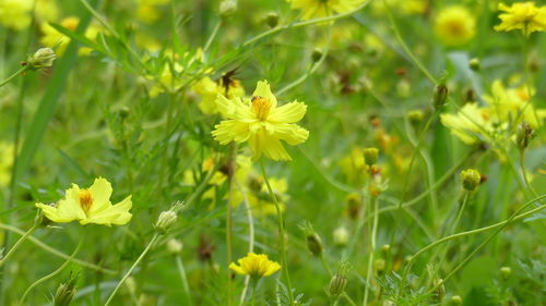 Close-up of yellow flowering plant on field