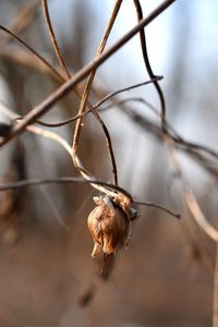 Close-up of wilted plant