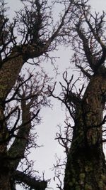 Low angle view of trees in forest