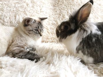 Close-up of rabbit and cat relaxing on rug