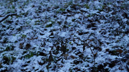 High angle view of lichen on snow covered tree