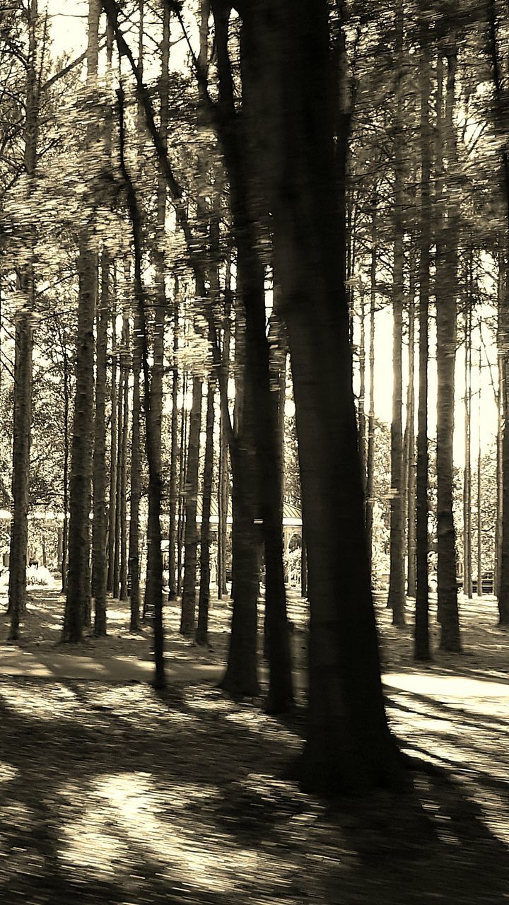 VIEW OF TREES IN FOREST