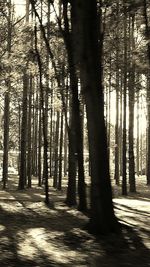 Trees in forest