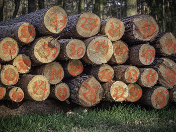 Stack of logs in forest