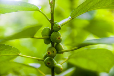 Close-up of berries growing on tree