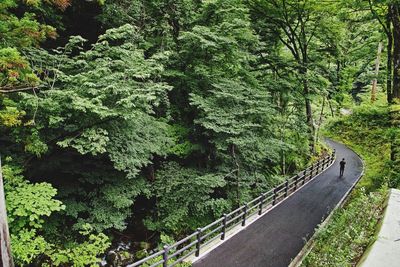 Road amidst trees in forest