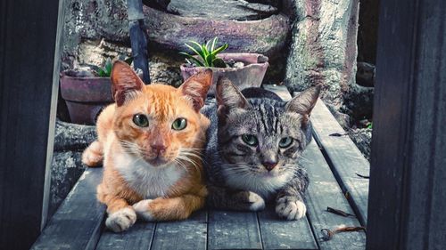 Portrait of cats relaxing