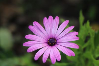 Close-up of pink flower blooming outdoors