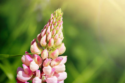 Pink lupine flowers close up in sun. blooming wild plants. lupines field.