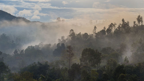 Panoramic view of trees in forest against sky