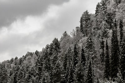 Low angle view of pine trees in forest against sky