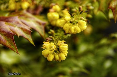 Close-up of yellow flowers