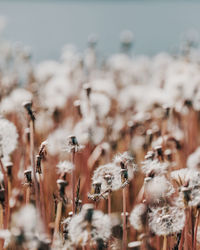 Close-up of plants growing on land