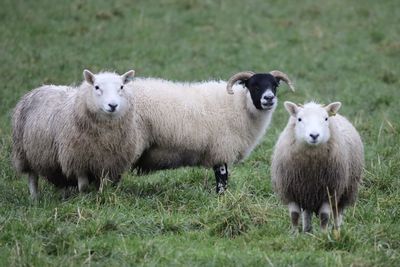 Sheep on field