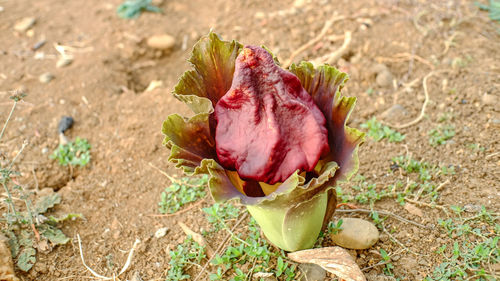 High angle view of red flower on field