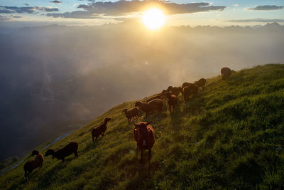 View of a grazing on field